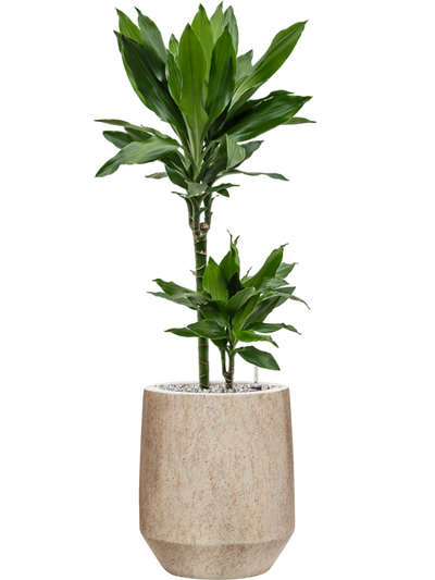 Dracaena fragrans Janet Lind — Mineral Harrith High XS Travertine Beige