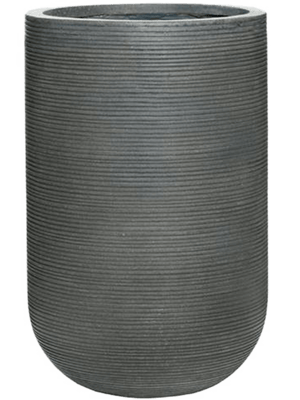 Ficus elastica 'Robusta' in Ridged Horizontally