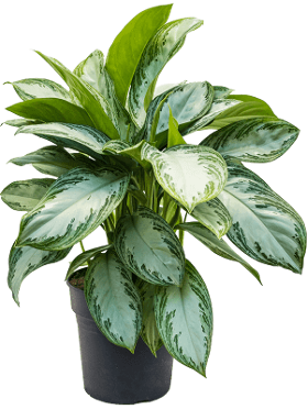 Aglaonema Silver Bay — Losse plant
