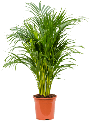 Areca Palm — Losse plant
