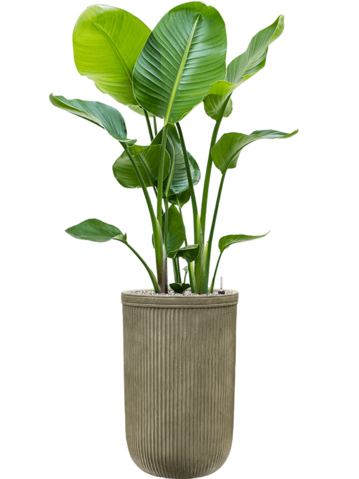 Strelitzia nicolai — Baq Vertical Rib