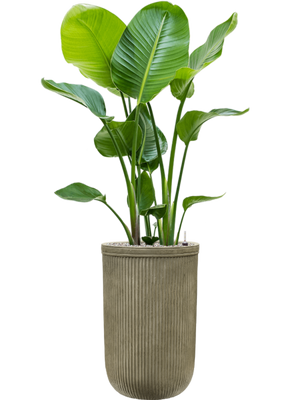 Strelitzia nicolai — Baq Vertical Rib