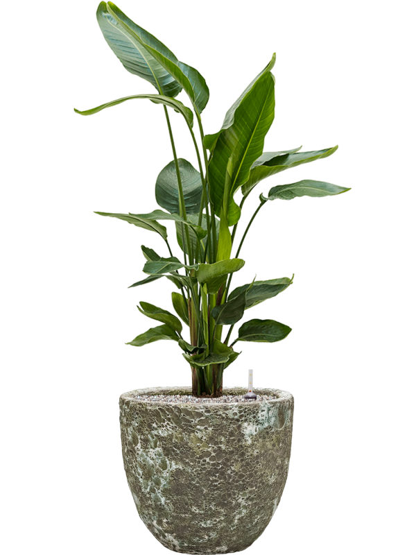 Strelitzia nicolai in Baq Lava