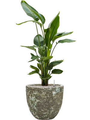 Strelitzia nicolai in Baq Lava
