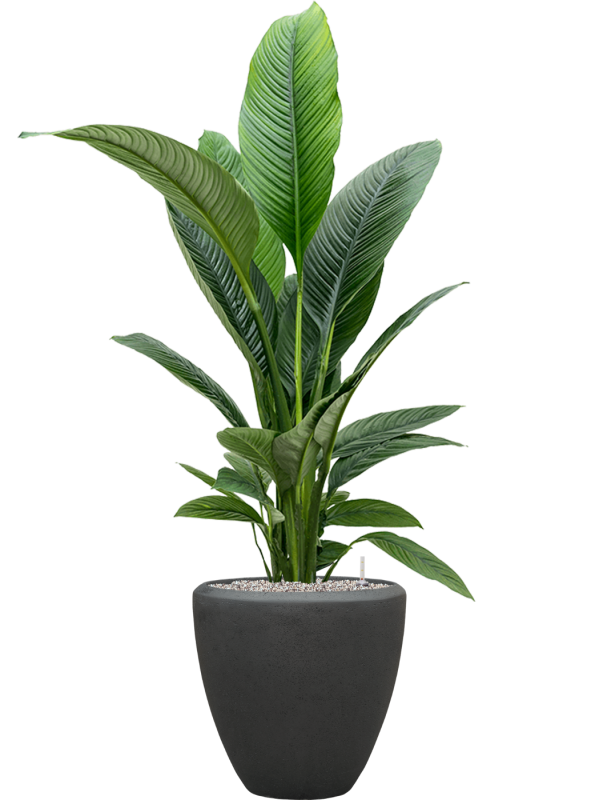 Spathiphyllum Sensation — Baq Polystone Plain Smoke