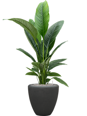 Spathiphyllum Sensation — Baq Polystone Plain Smoke