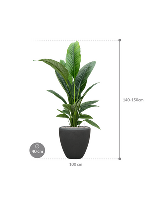 Spathiphyllum Sensation — Baq Polystone Plain Smoke
