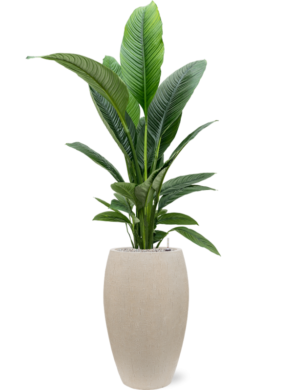 Spathiphyllum Sensation — Baq Raindrop Emperor Beige