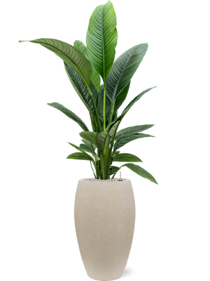 Spathiphyllum Sensation — Baq Raindrop Emperor Beige