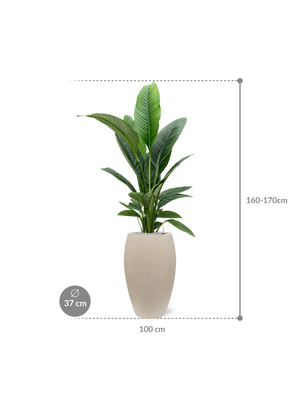 Spathiphyllum Sensation — Baq Raindrop Emperor Beige