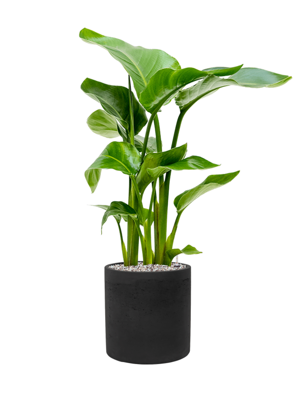 Strelitzia nicolai — Rough Puk Black Washed