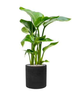 Strelitzia nicolai — Rough Puk Black Washed