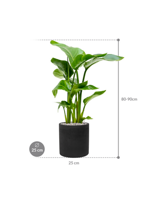 Strelitzia nicolai — Rough Puk Black Washed