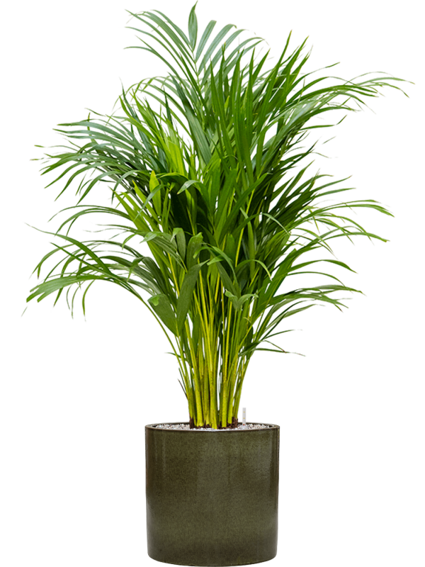 Areca Palm — Cylinder Pot Green