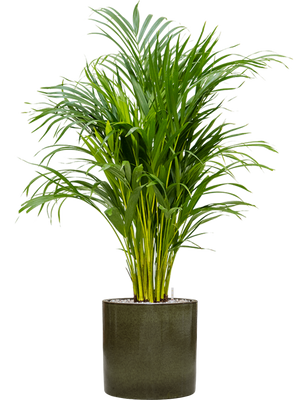 Areca Palm — Cylinder Pot Green
