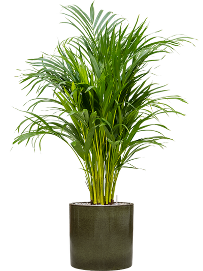Areca Palm — Cylinder Pot Green