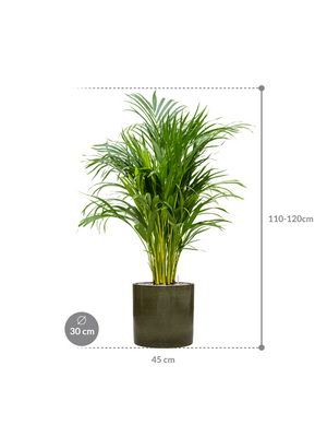 Areca Palm — Cylinder Pot Green