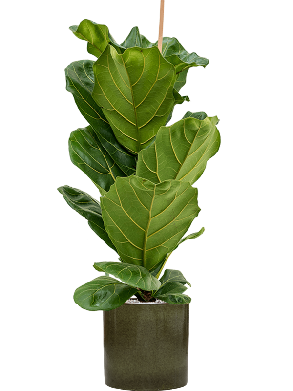 Ficus lyrata — Cylinder Pot Green