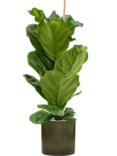 Ficus lyrata — Cylinder Pot Green