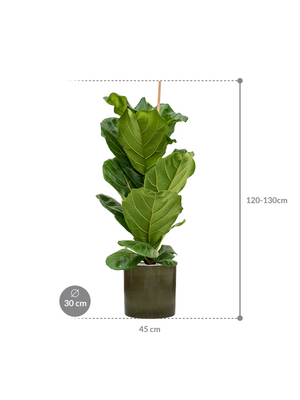 Ficus lyrata — Cylinder Pot Green