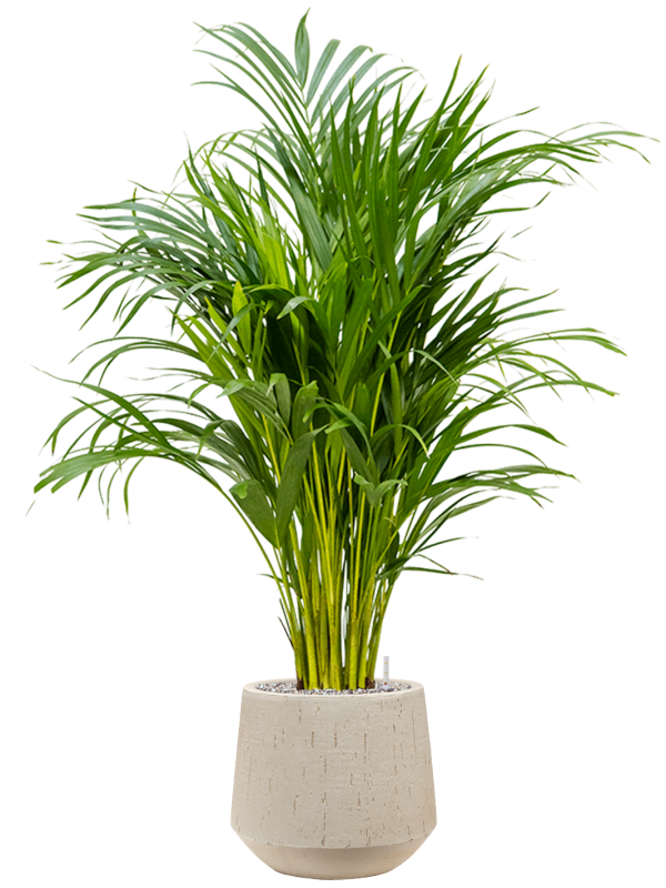Areca Palm — Baq Raindrop Darcy Beige