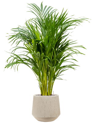 Areca Palm — Baq Raindrop Darcy Beige