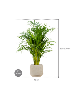 Areca Palm — Baq Raindrop Darcy Beige