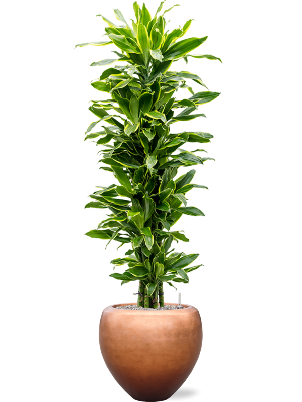 Dracaena 'Golden Coast' in Baq Metallic Silver leaf