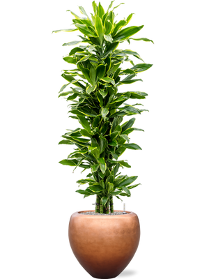 Dracaena 'Golden Coast' in Baq Metallic Silver leaf