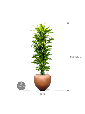 Dracaena 'Golden Coast' in Baq Metallic Silver leaf