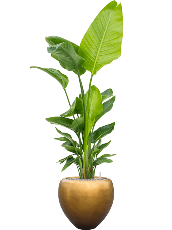 Strelitzia nicolai (120-160) in Baq Metallic Silver leaf