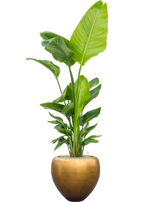 Strelitzia nicolai (120-160) in Baq Metallic Silver leaf