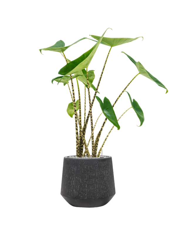 Alocasia zebrina — Baq Raindrop Anthracite