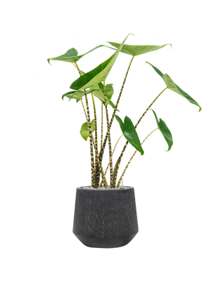 Alocasia zebrina — Baq Raindrop Anthracite