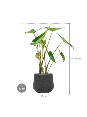 Alocasia zebrina — Baq Raindrop Anthracite