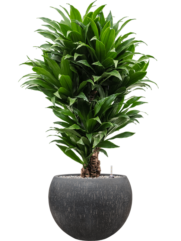 Dracaena fragrans 'Compacta' in Baq Raindrop