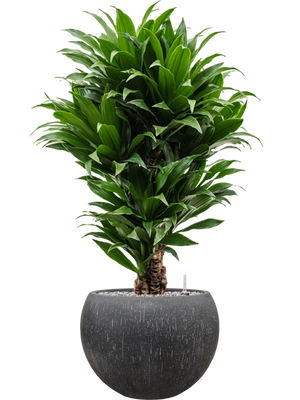 Dracaena fragrans 'Compacta' in Baq Raindrop
