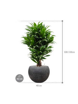 Dracaena fragrans 'Compacta' in Baq Raindrop