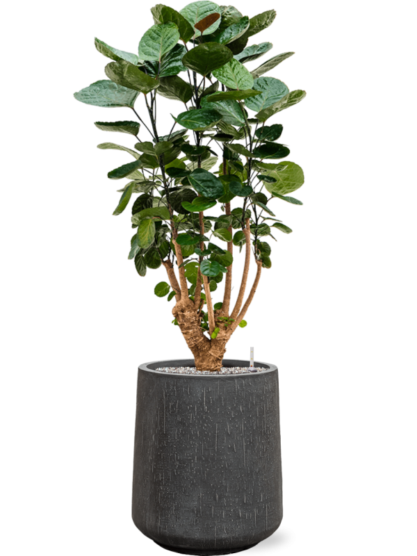 Aralia Polyscias Fabian — Baq Raindrop Darcy High Anthracite