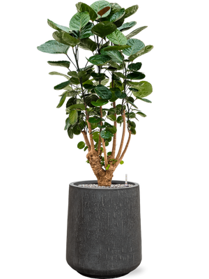 Aralia Polyscias Fabian — Baq Raindrop Darcy High Anthracite