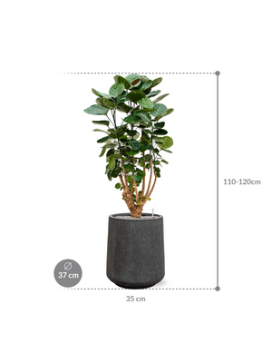 Aralia Polyscias Fabian — Baq Raindrop Darcy High Anthracite