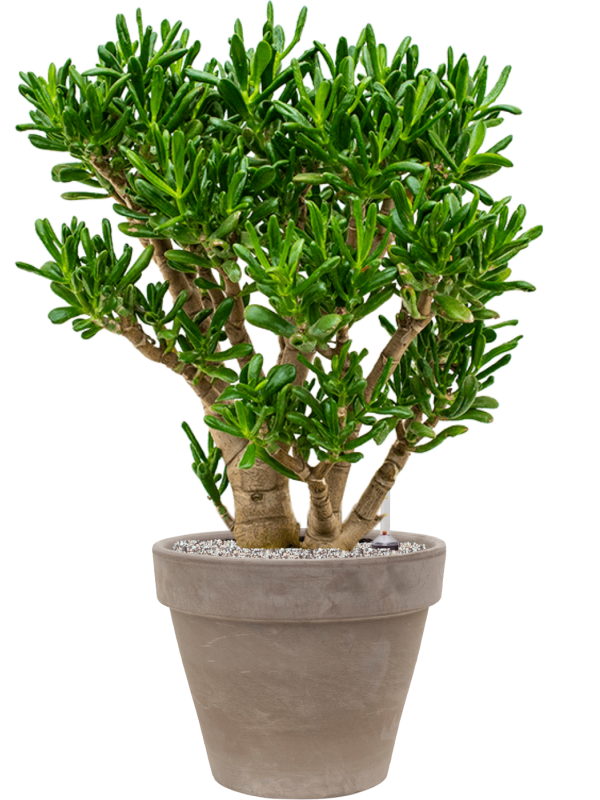 Crassula ovata 'Gollum' in Terra Cotta