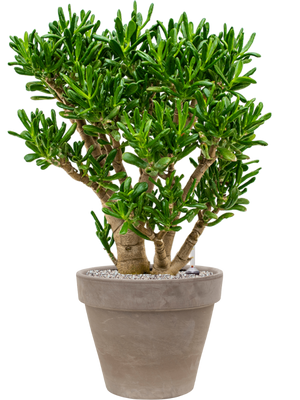 Crassula ovata 'Gollum' in Terra Cotta
