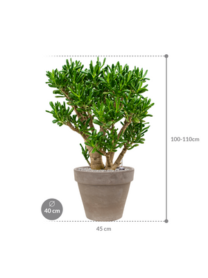 Crassula ovata 'Gollum' in Terra Cotta
