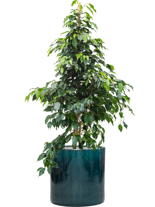 Ficus benjamina 'Danielle' in Cylinder