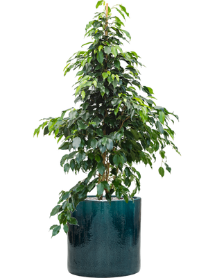 Ficus benjamina 'Danielle' in Cylinder