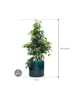 Ficus benjamina 'Danielle' in Cylinder