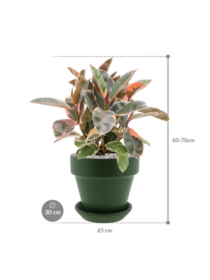 Ficus elastica 'Belize' in Urbann