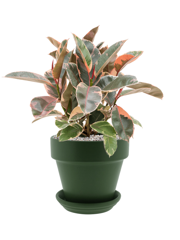 Ficus elastica 'Belize' in Urbann