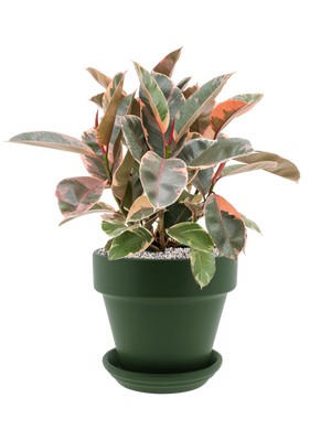 Ficus elastica 'Belize' in Urbann